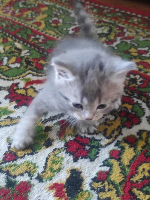 Отдам котят в хорошие руки