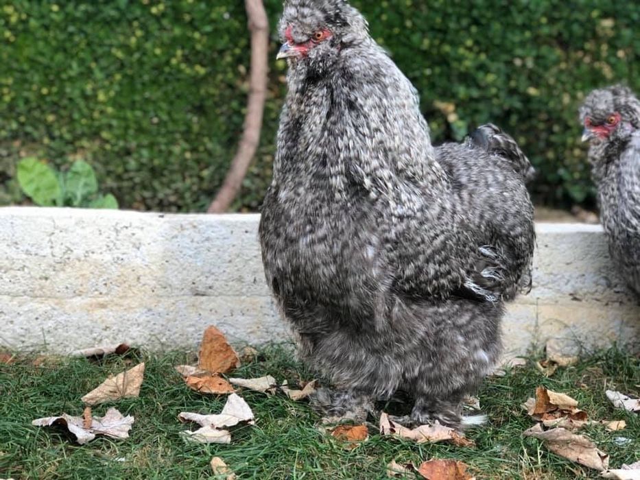 Продавам яйца и пилета от Копринките на снимките