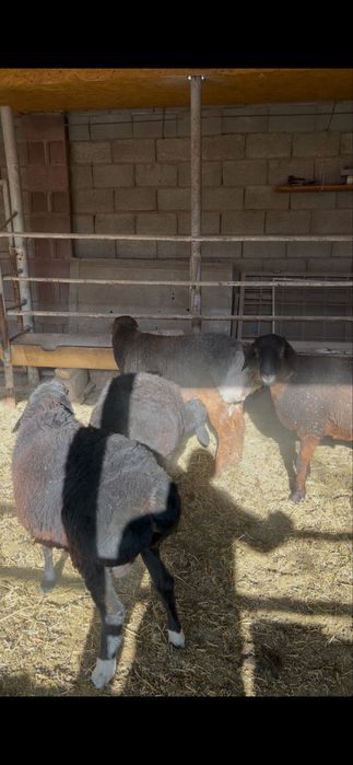 Кой кошкар баран