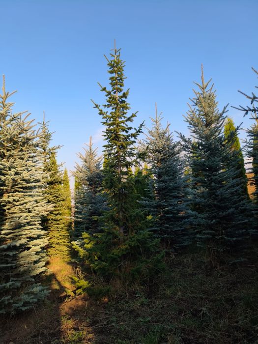 Пихта,сербская ель ,голубая ель