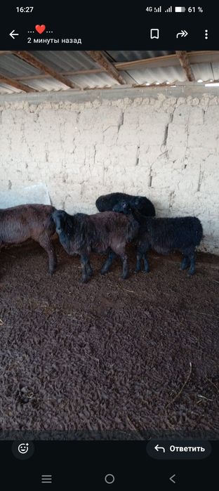 Қошқар мен қой сатылады