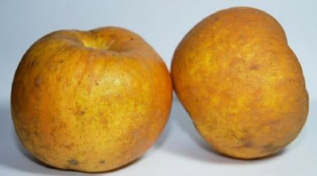 Pomi Străvechi Glia Strămoșească (Soiuri DE MĂR)