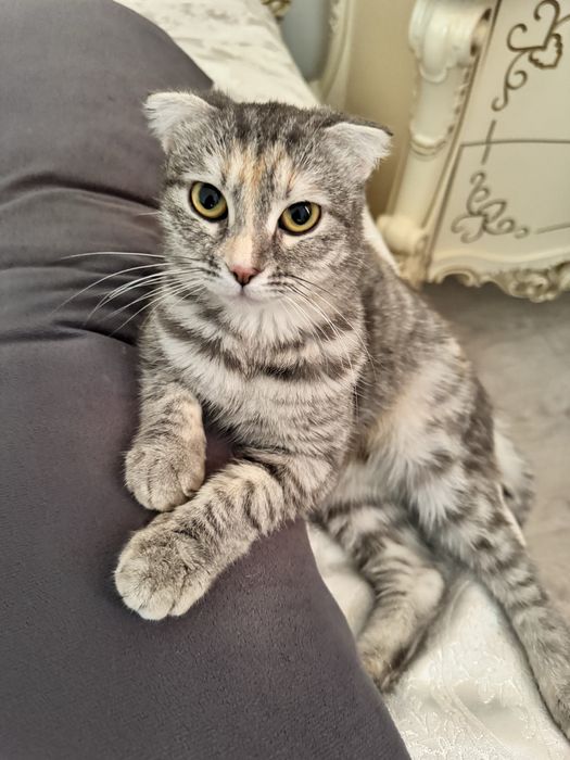 Отдам в хорошие руки кошку