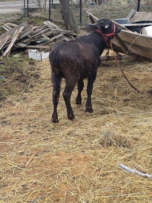 Vând bivol mascul.