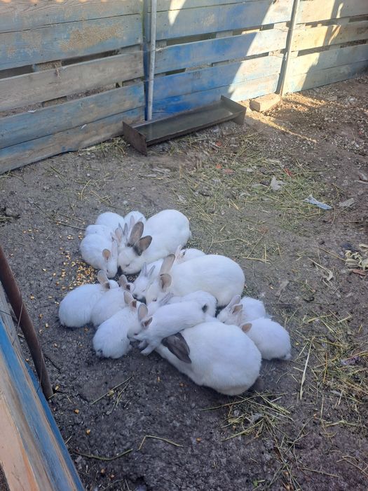 Vind pui de iepure la doar 25 ron bucata