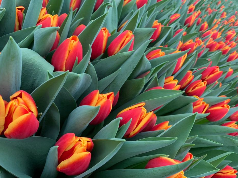 Тюльпаны оптом. Караганда