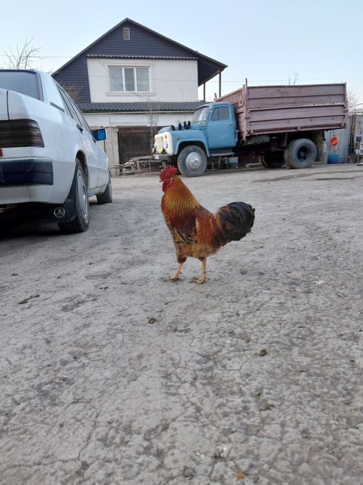 Кучинский петухи