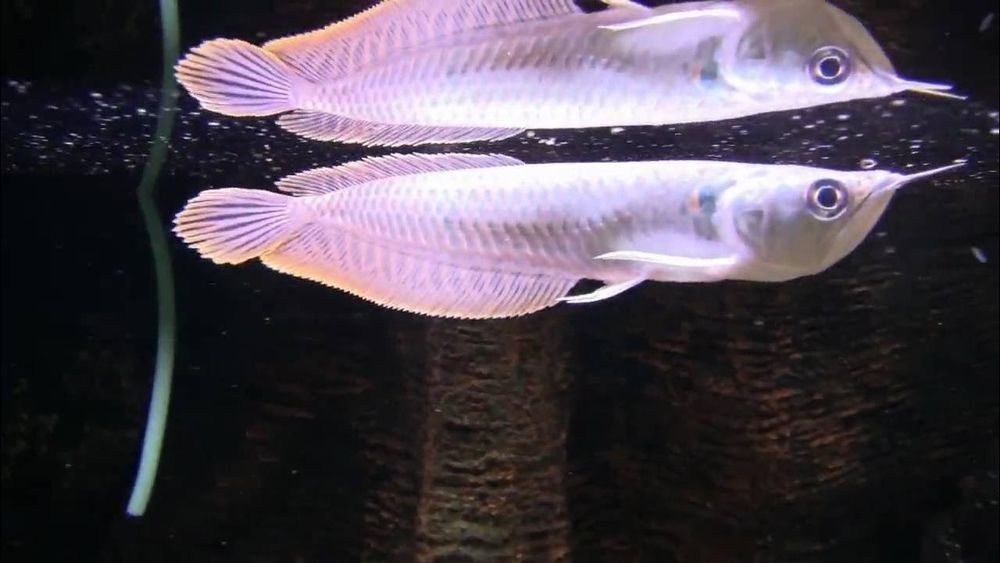 Продам  - аравана серебряная