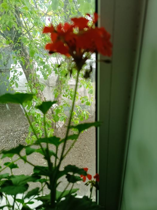 Продам молодую герань