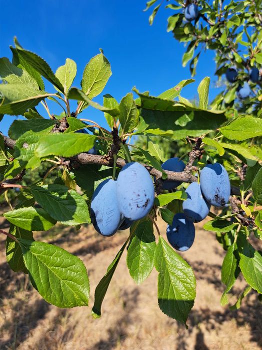 Prune Stanley de vânzare