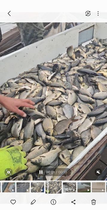 Puiet de crap acvacultura