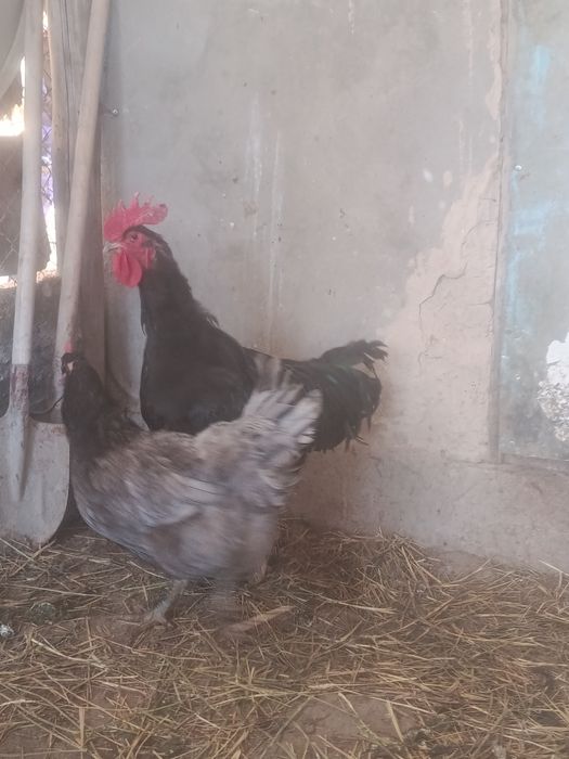 Инкубационный яицо Джерси гигант