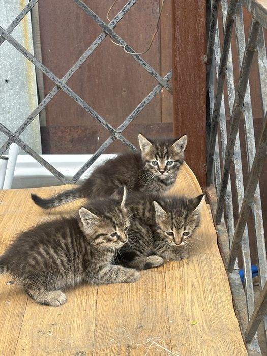 Отдам кошки,бросили
