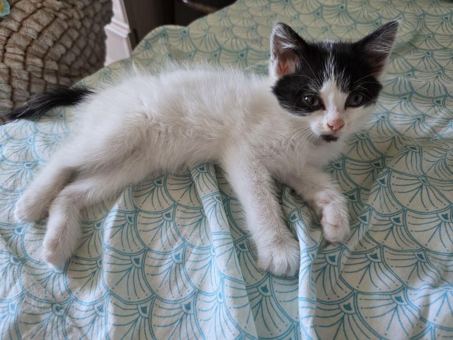 Отдам котёнка-девочку