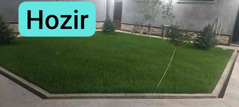 Газон ва гуллар.