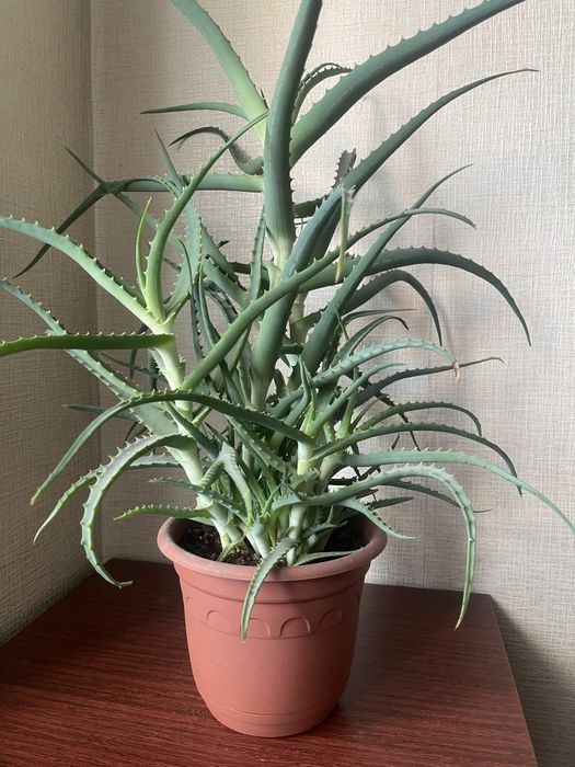 Алоэ. Продаю растение