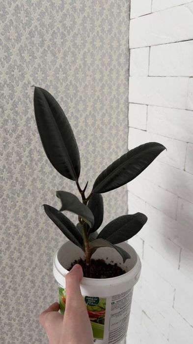 Фикус абиджан абиджан