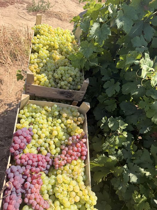 Chasselas de masa