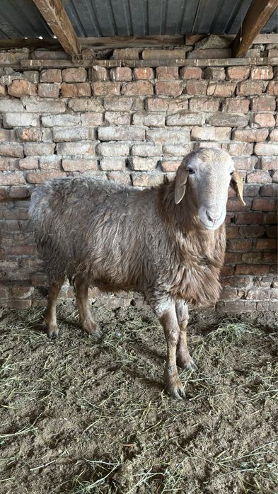 2 жасар Кашкарлар сатылады