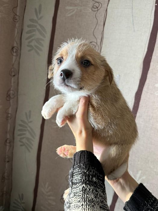 Дарю щенка!        .