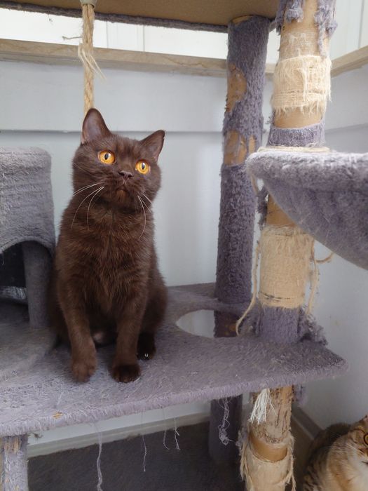 British shorhair chocolate cu pedigree