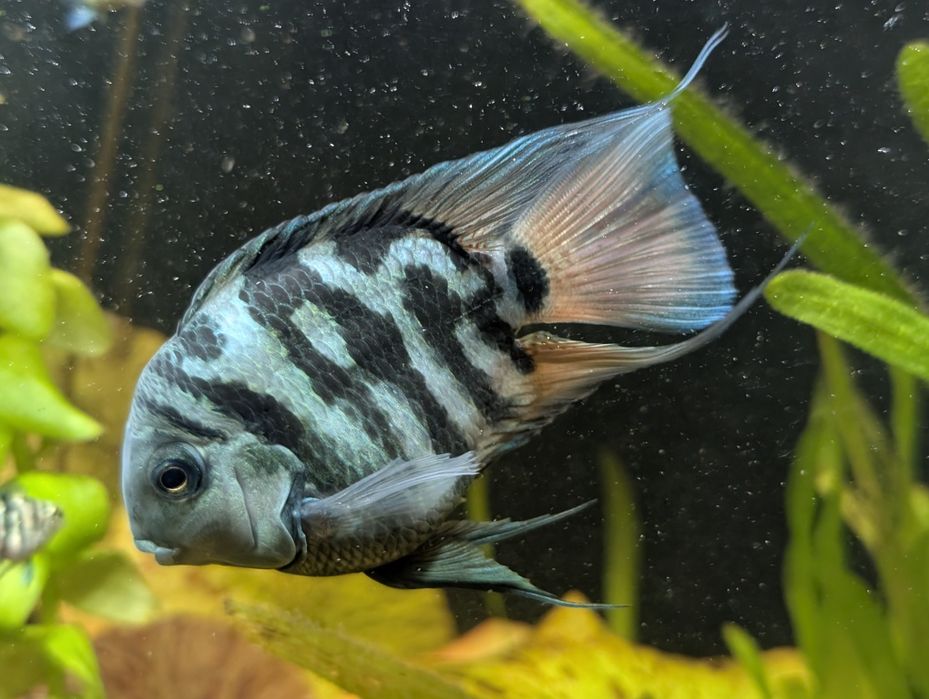 Сапфировый попугай