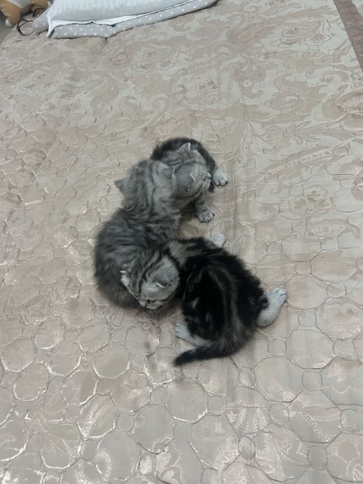 Вислоухих шотландские Котята