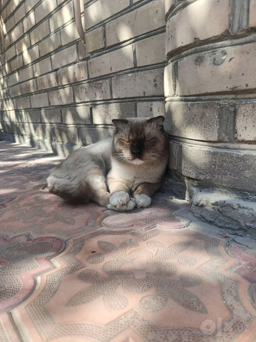 Отдам кота бесплатно