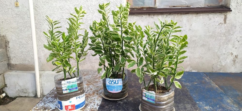 Цветы комнатные красивые