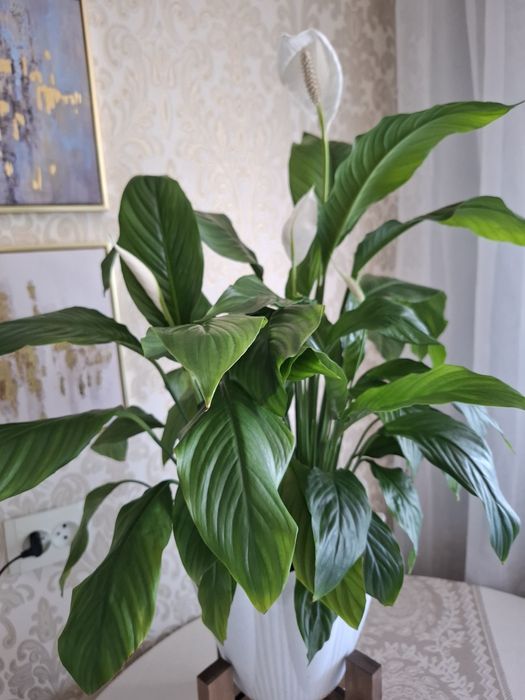Продам большой спатифилум