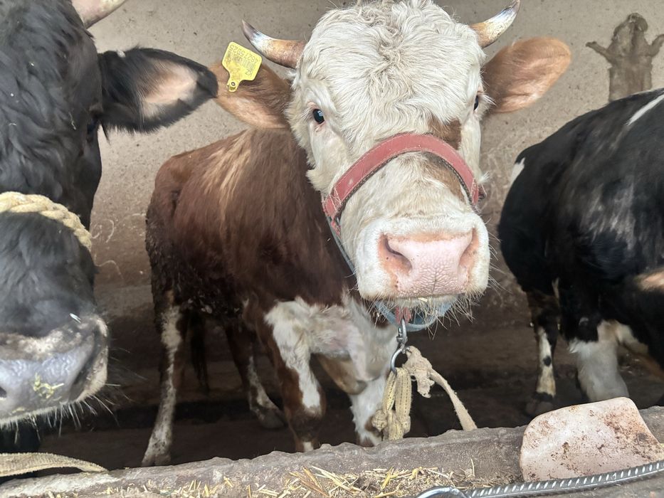 Smental mol sotiladi