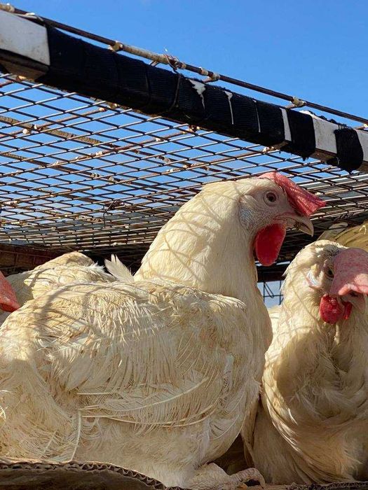 Куры несушки Белые