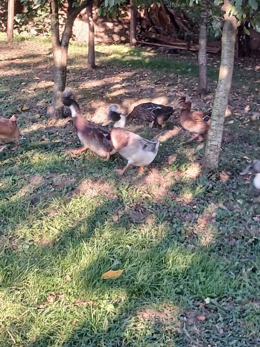 Vând familie de rate moțate formată din 4 femele și un mascul!