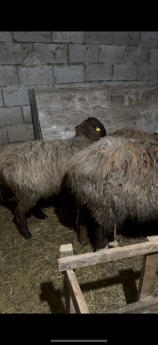 Продам бараны с ягнятами