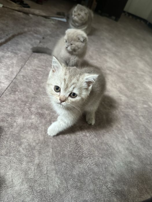 Котята чистокровные