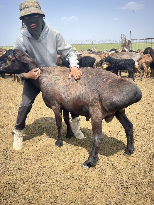 Қисары қошқар ұрықтықа