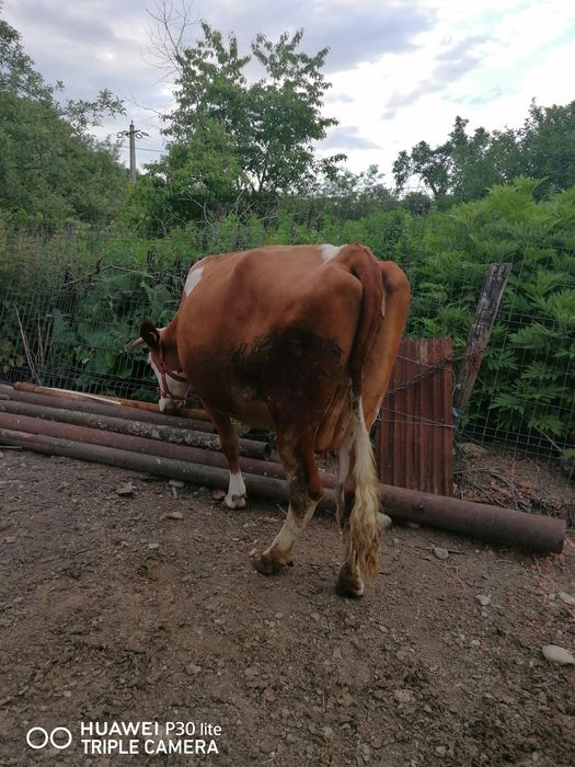 Vaca Red Holstein