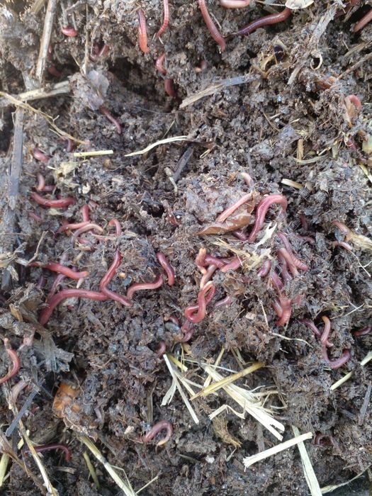 Шылаушын сатамын ,биогомус  вырабатывать