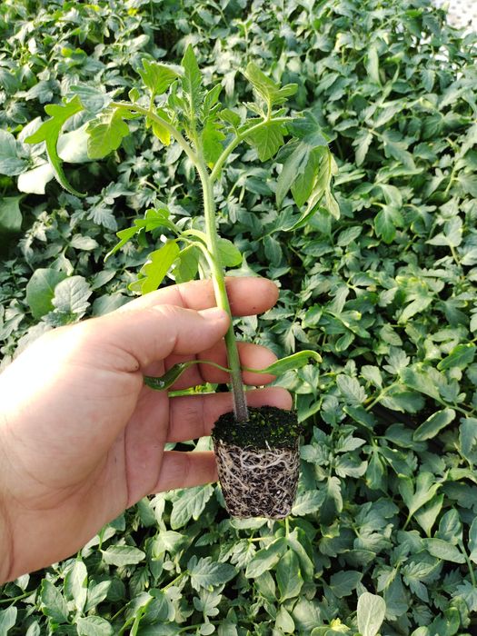 3️⃣0️⃣ Разсад Домати  3️⃣0️⃣цента