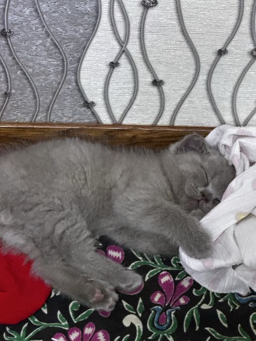 Mushuk sotiladi skottish strayt