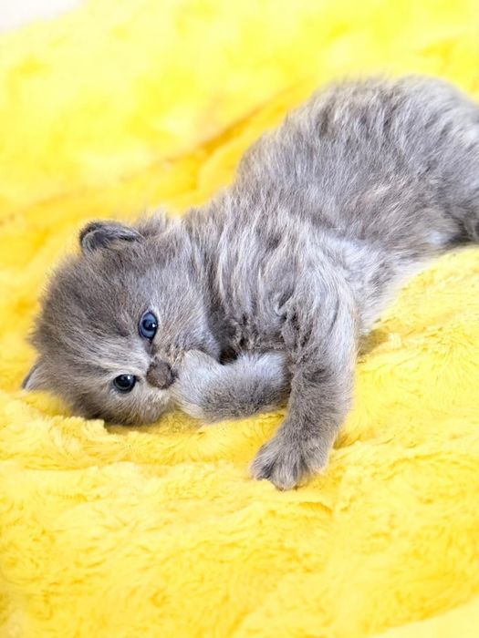 Отдается в добрые руки