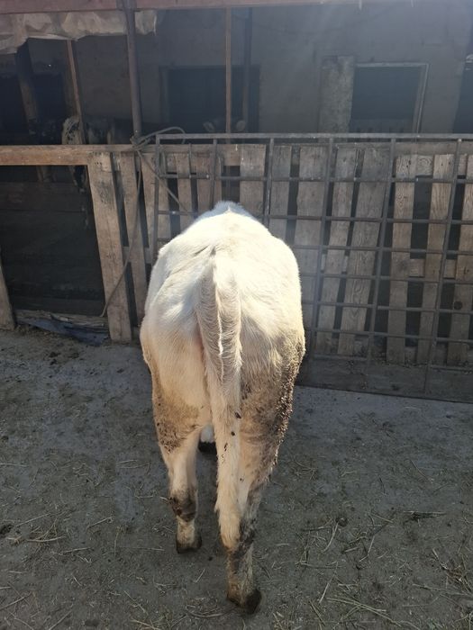 Продам телочек годовалых