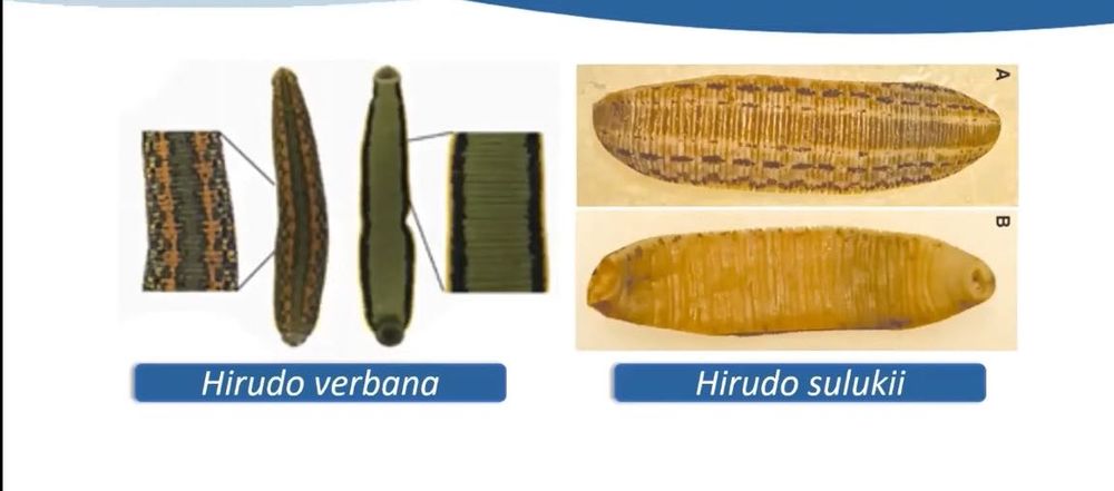 Suluk пиявка медицинская