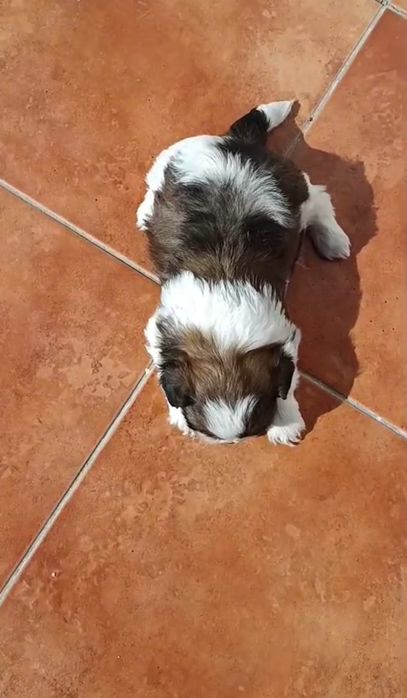 Shih tzu      t a l i e      m i c a