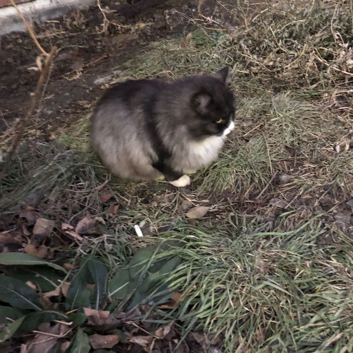 Животные. Кошки.