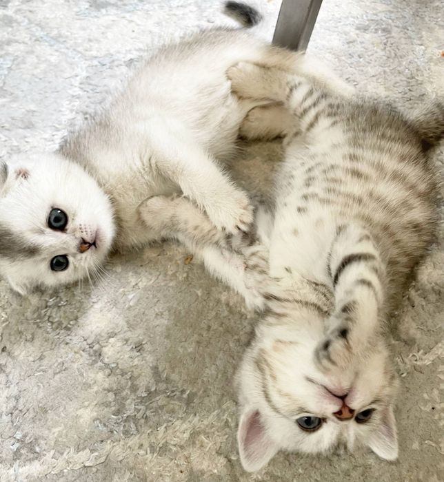 Продаются котята серебристые скоттиш шиншилла