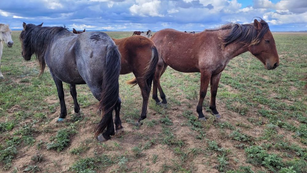 Продаю Байтал три года