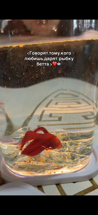 Қызыл әдемі аквариум балығы (Betta)