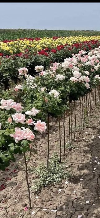 Nuci Chandler Paulownia Ciresi Alun  Mar Prun Aronia Kaki Rodiu Liliac