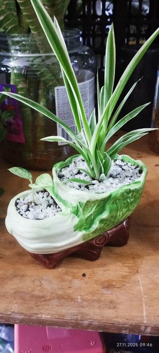 Продам хлорофитум